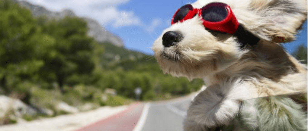 Perro con auto en carretera
