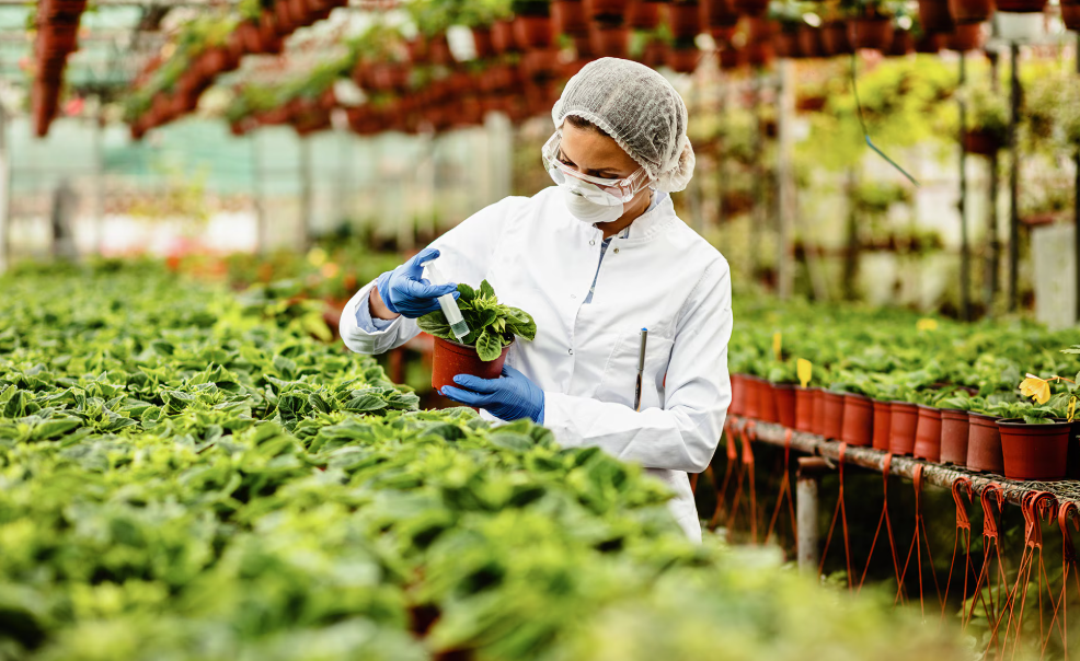 El papel de la biotecnología en los cultivos guatemaltecos