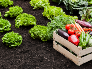 Cultivo de hortalizas frescas con cosecha organizada como base de una producción agrícola sostenible.