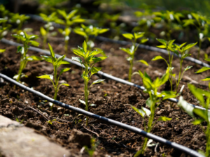 Sistema de riego por goteo en cultivo agrícola como ejemplo de tecnología para mejorar rendimientos y estabilidad alimentaria.